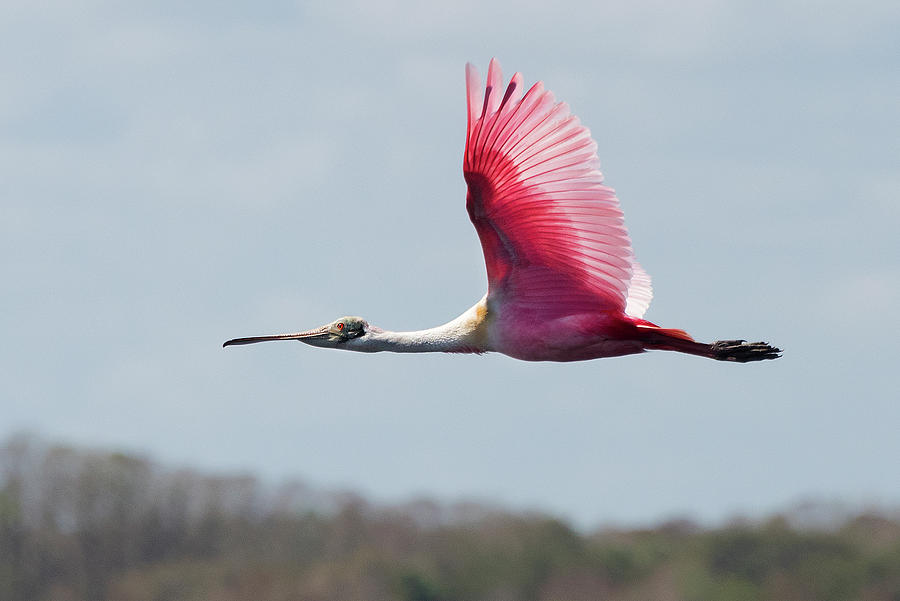 Roseate Spoonbill In Flight #1 Photograph by Jim Vallee