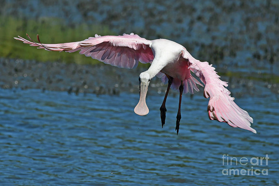 Roseate Spoonbill In Flight #2 Photograph by Kathy Baccari