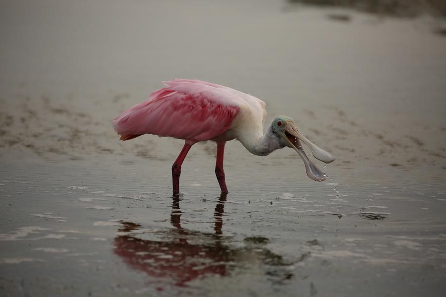 Roseate Spoonbill Photograph by Mingming Jiang