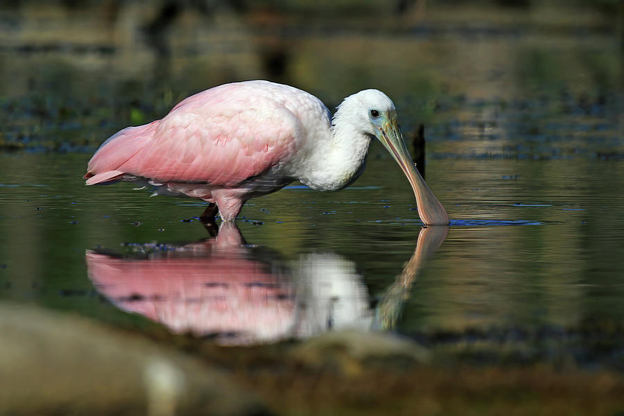 Roseate Spoonbill #1 Photograph by Shixing Wen