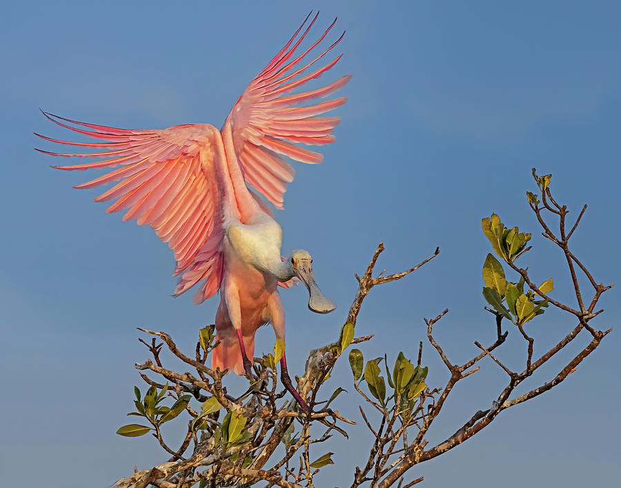 Roseate Spoonbill #2 Photograph by Susan Candelario