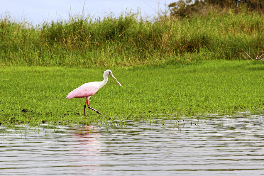 Roseate Spoonbill Walking Photograph by Sally Weigand