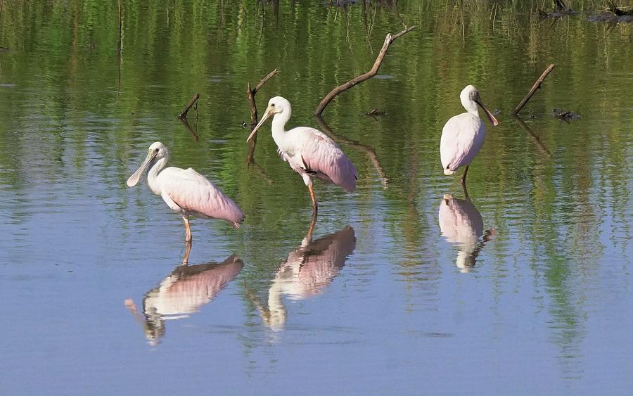 Roseate Spoonbill Waterbirds #1 Photograph by Dennis Boyd