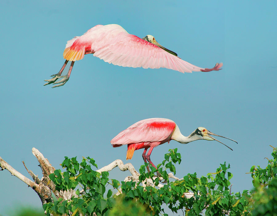 Nature Photograph - Roseate Spoonbills on nest, High Island, Texas USA #1 by Tim Fitzharris