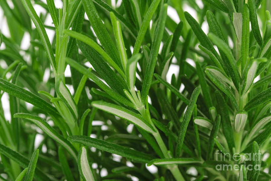 Rosemary Herbs On White Photograph