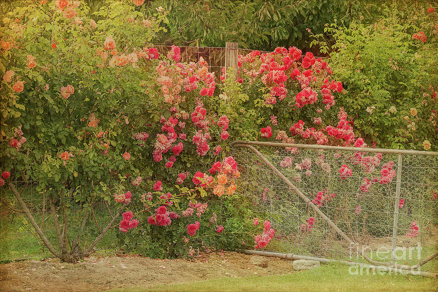 Roses by the Garden Gate #2 Photograph by Elaine Teague