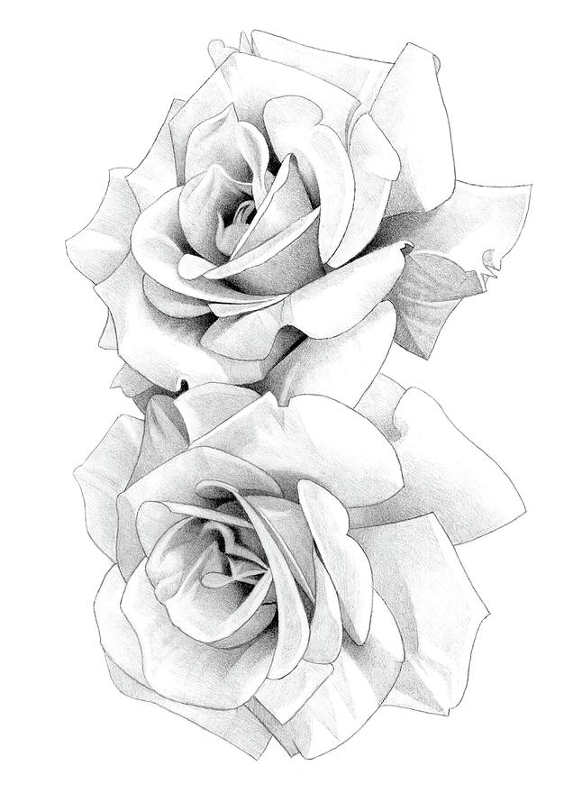 Roses Pencil Drawing 52 2 Drawing by Matthew Hack - Fine Art America