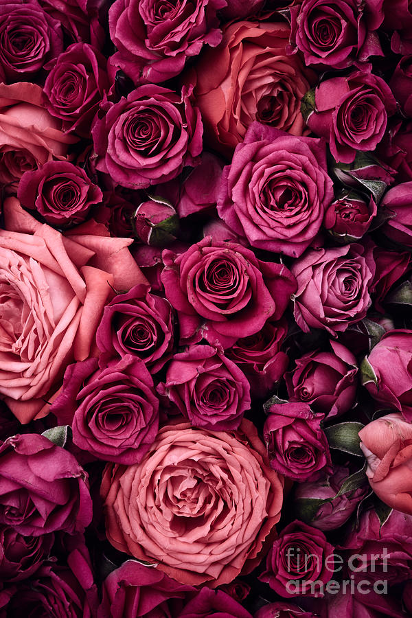 Roses pink #1 Photograph by Boon Mee