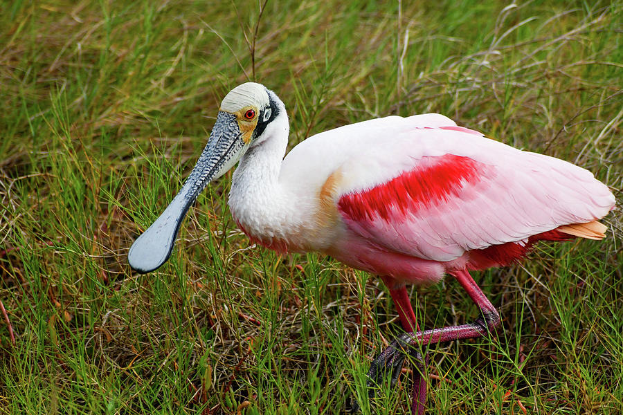 Rosetta spoonbill in the Merritt Island National Wildlife Refuge ...