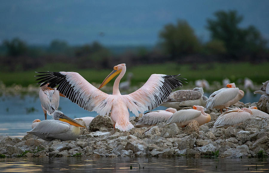 Rosy pelican - Pelecanus onocrotalus #1 Photograph by Jivko Nakev