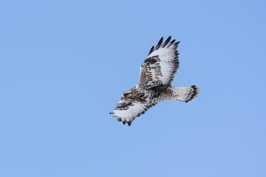 Rough Legged Hawk #1 Photograph by Brook Burling