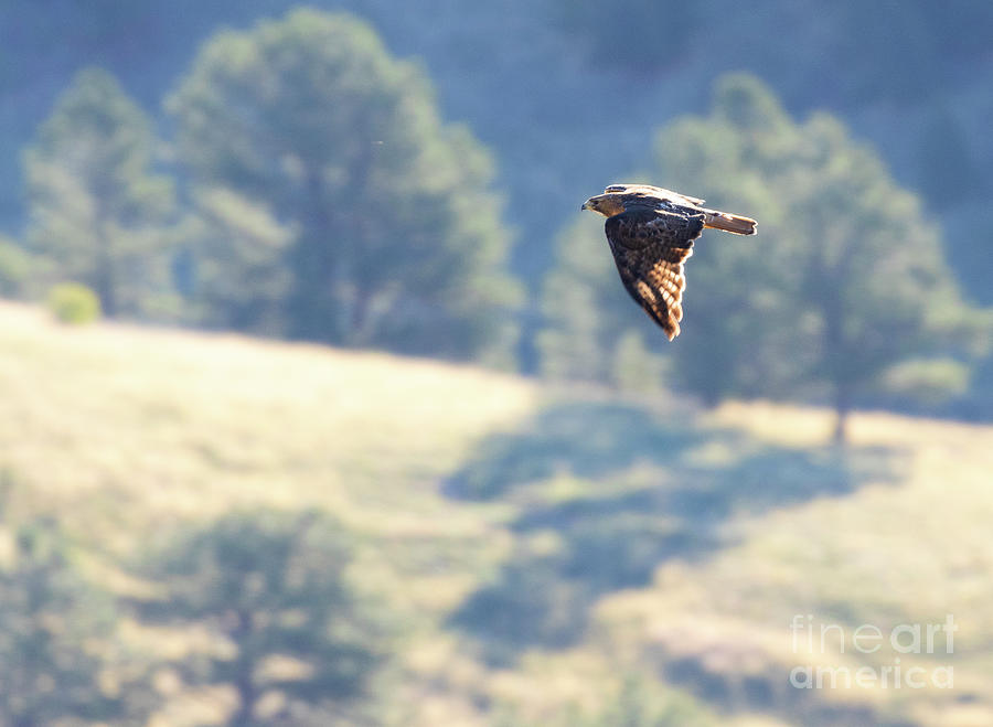 Rough Legged Hawk #1 Photograph by Steven Krull