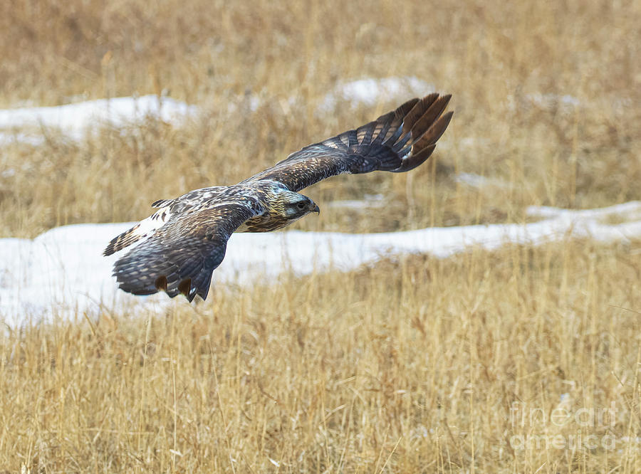 Rough Legged Hawk Wingspan Photograph