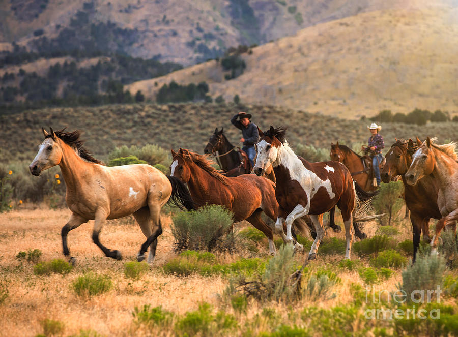 Rounding Up the Horses #1 Photograph by Diane Diederich
