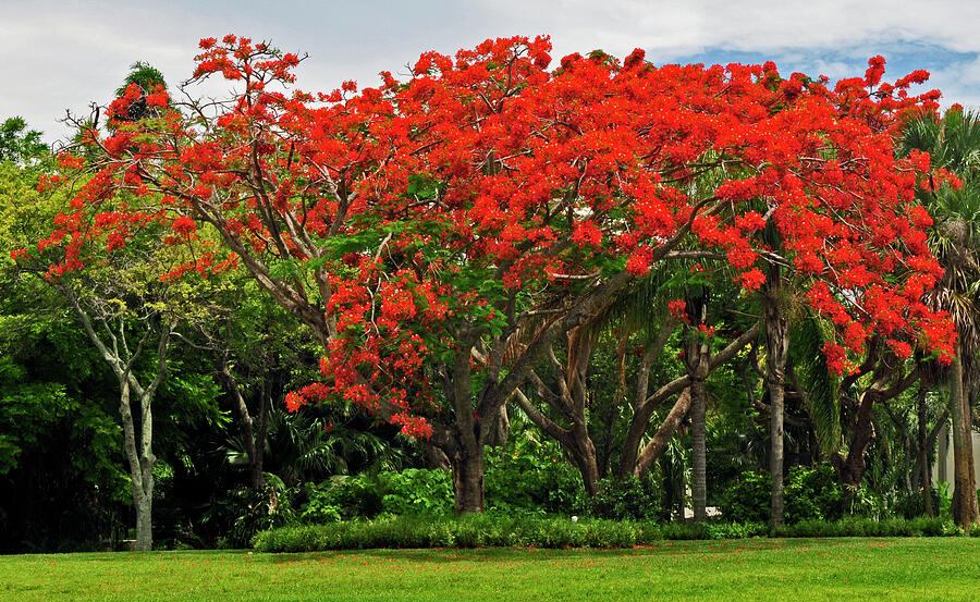 Royal Poinciana Tree Photograph by Winston D Munnings - Fine Art America