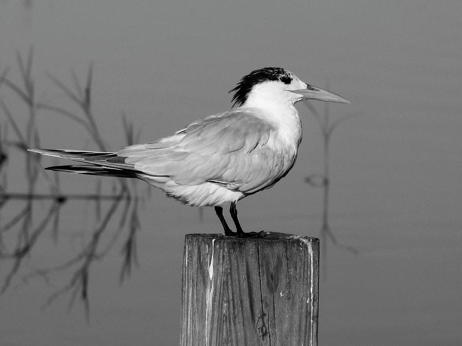 Royal Tern Black And White Photograph by Christopher Mercer