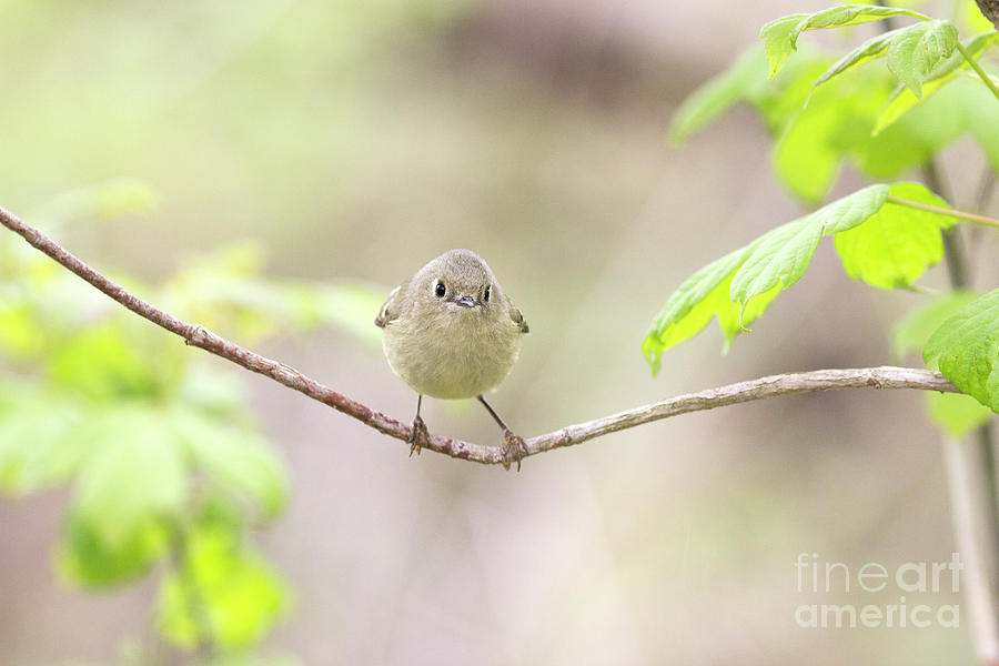 Ruby Crowned Kinglet Series 1 Photograph by Jeannette Hunt