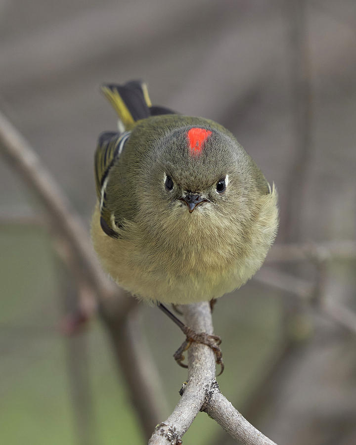 Ruby-crowned Kinglet, Sacramento County California by Doug Herr Ruby-crowned Kinglet, Sacramento County California by Doug Herr