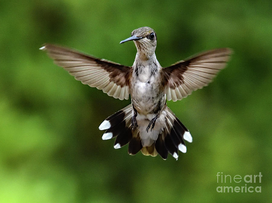 Juvenile Ruby-throated Hummingbird - Avian Helicopter Photograph