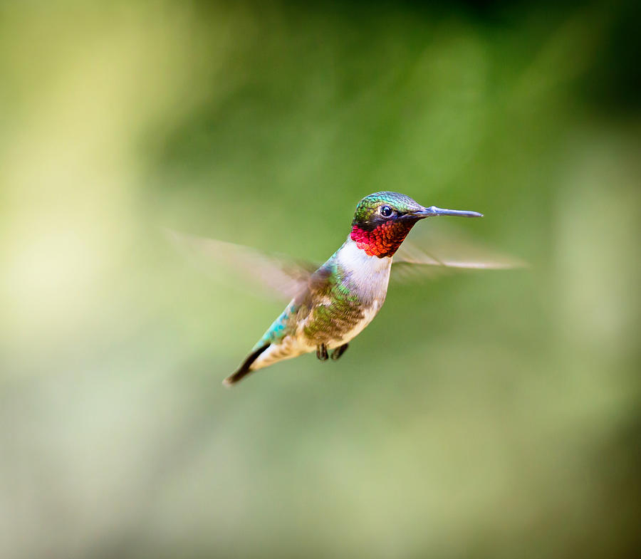 Ruby Throated Hummingbird. #1 Photograph by Dopeyden