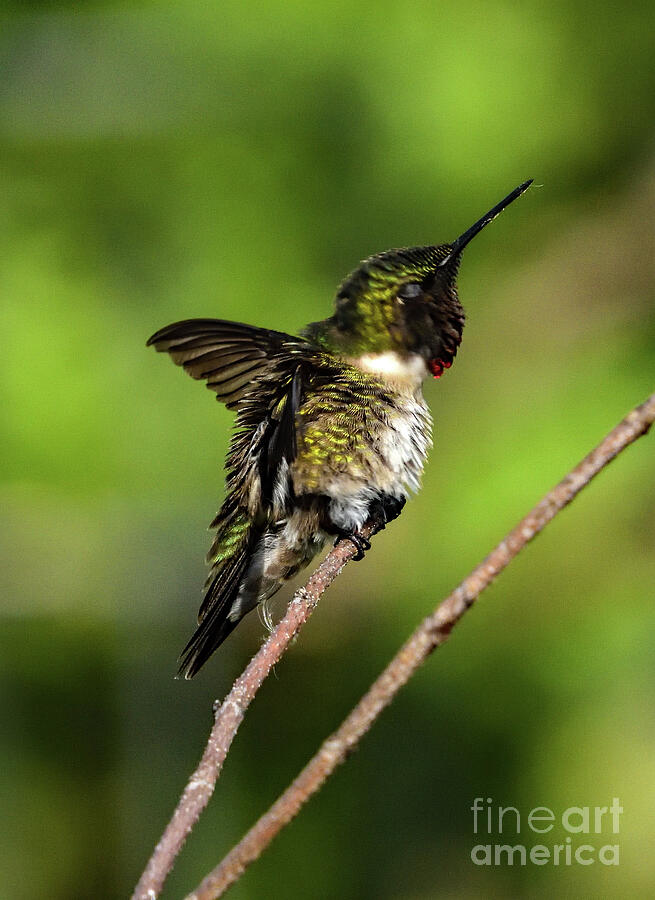 Ruby-throated Hummingbird Fluffing Photograph
