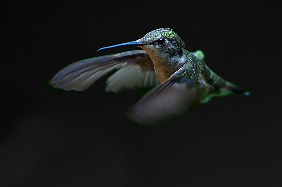 Ruby-throated hummingbird #1 Photograph by Jim Cumming