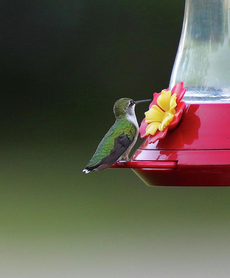 Ruby-Throated Hummingbird #1 Photograph by John Dart