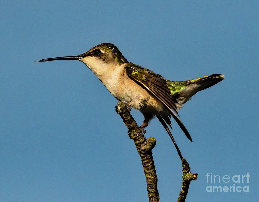 Ruby-throated Hummingbird Just Being Cute Photograph