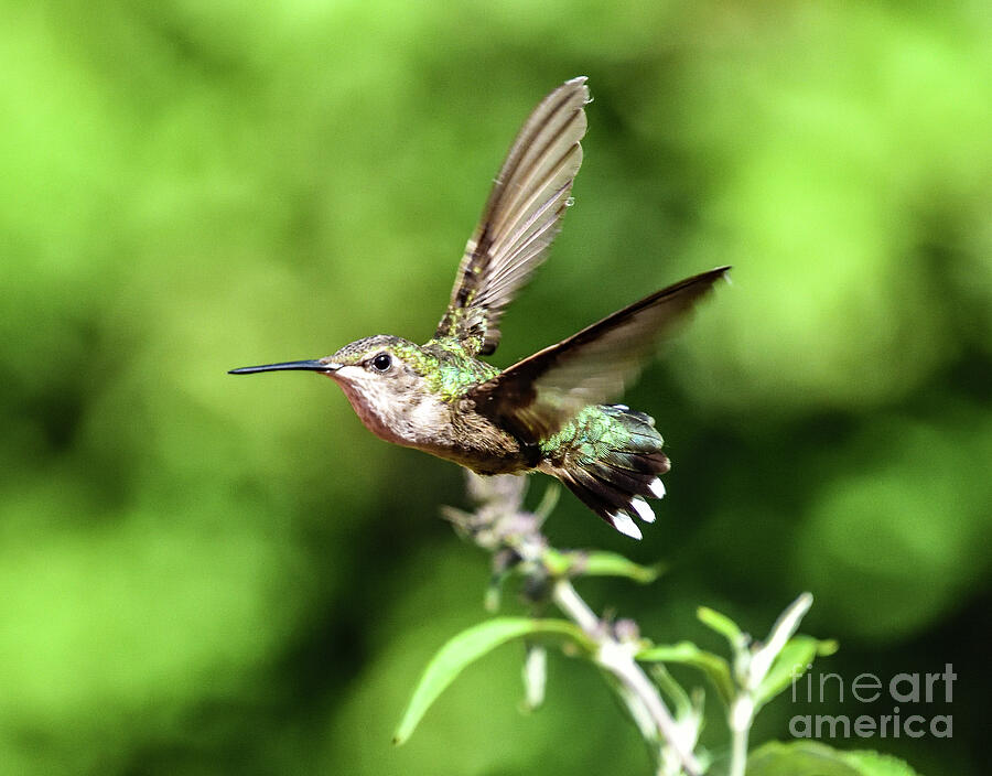 Ruby-throated Hummingbird On A Mission Photograph