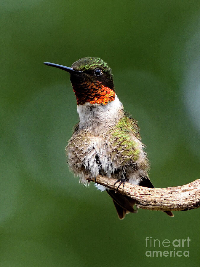 Ruby-throated Hummingbird Puffed Up Beauty Photograph