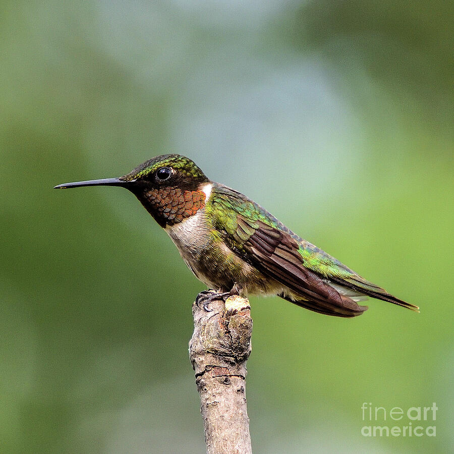 Ruby-throated Hummingbird Ready For Action Photograph