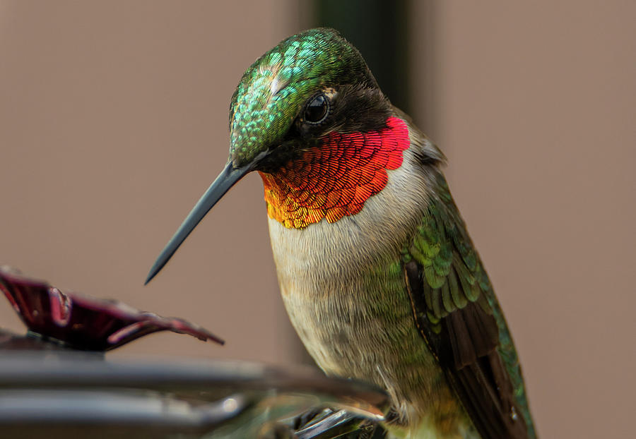 Ruby Throated Hummingbird #1 Photograph by Sandra Js