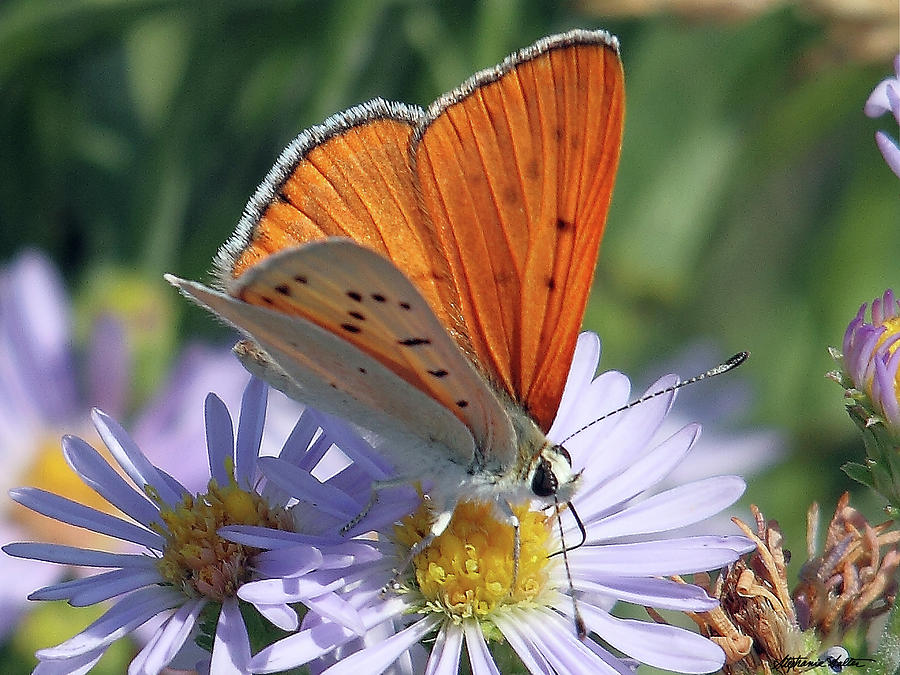 Ruddy Copper Butterfly Photograph by Stephanie Salter