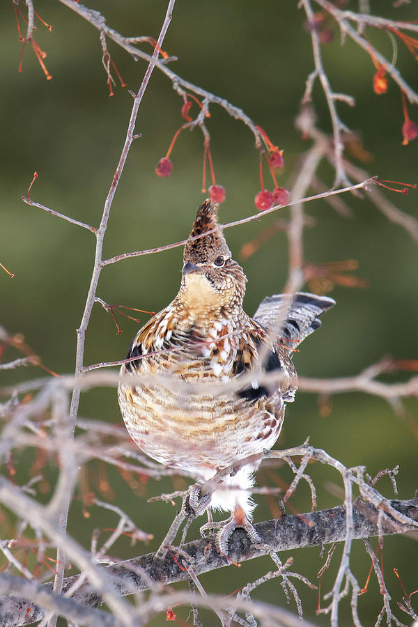 Ruffed Grouse In Pin Cherry Tree #1 Photograph by Brook Burling
