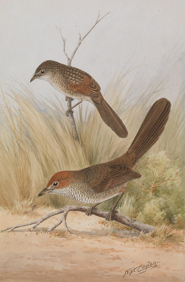 Rufous Bristlebird Dasyornis broadbenti Painting by Neville William