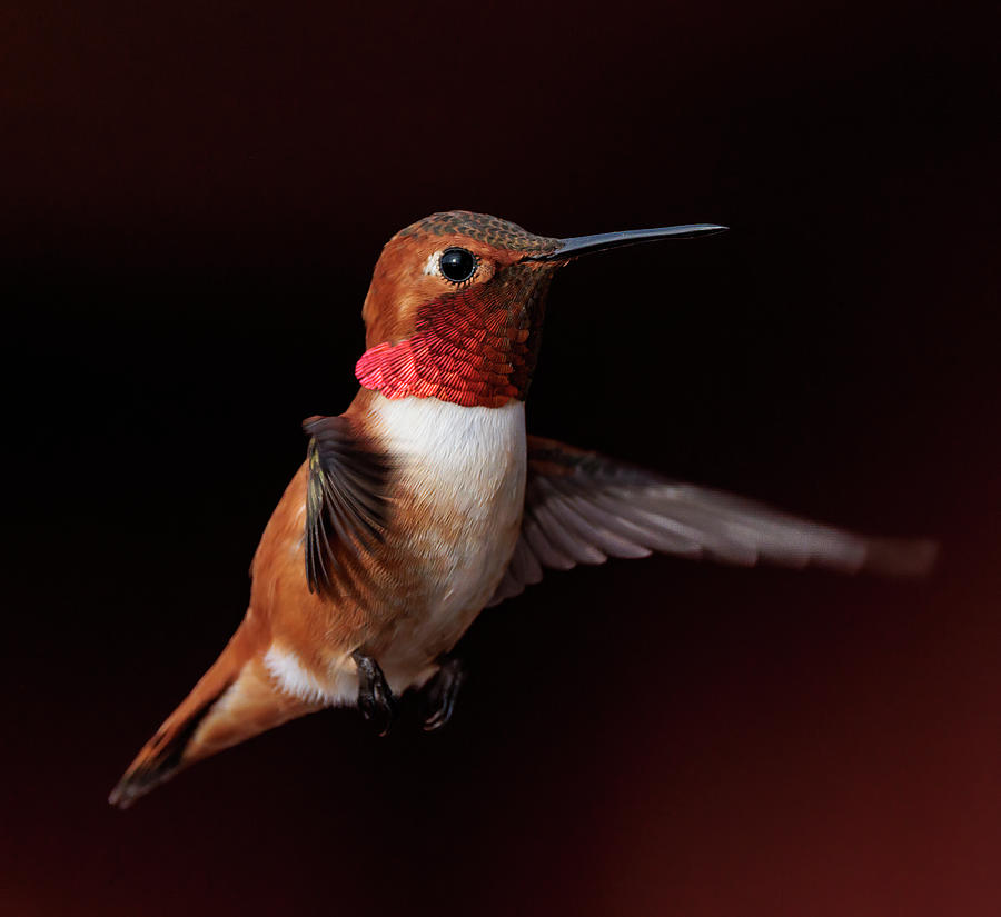 Rufous Hummingbird #1 Photograph by Angie Vogel