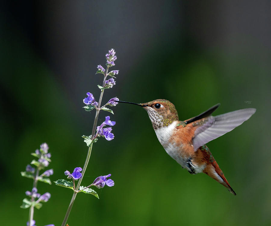 Rufous Hummingbird #1 Photograph by Karen Herzig - Fine Art America