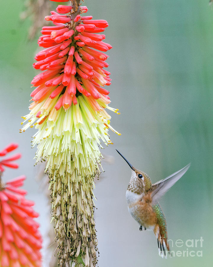 Rufous Hummingbird #2 Photograph by Kristine Anderson