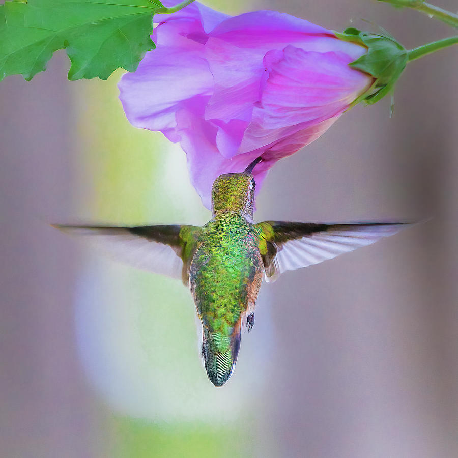 Rufous Hummingbird #1 Photograph by Mark Mille
