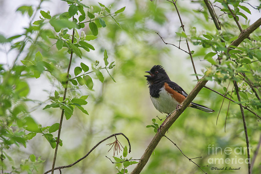 Wildlife Photograph - Rufous Sided Towhee #1 by David Arment