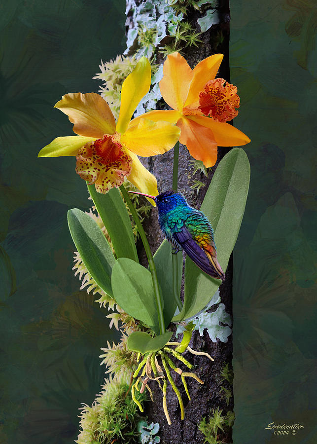 Rainforest Orchid and Hummingbird Digital Art by Spadecaller