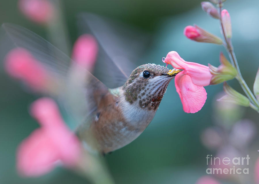 Rufus Hummingbird by Katie Joya Rufus Hummingbird by Katie Joya