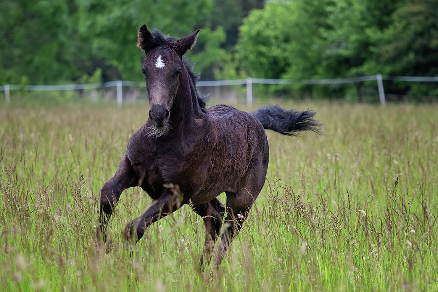 Running foal in spring meadow, black horse Photograph by Lubos Chlubny ...