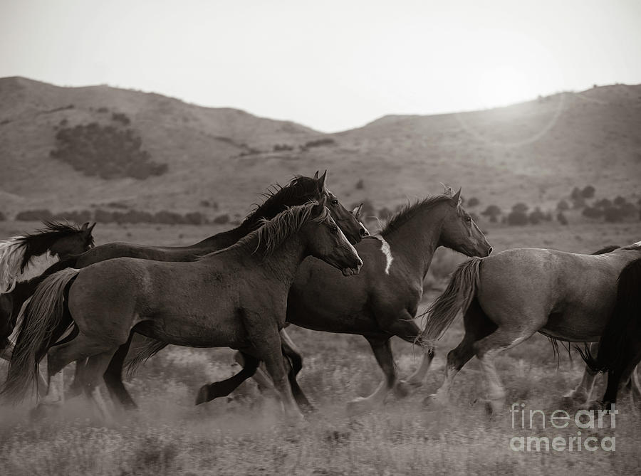Group Of Running Horses Photograph