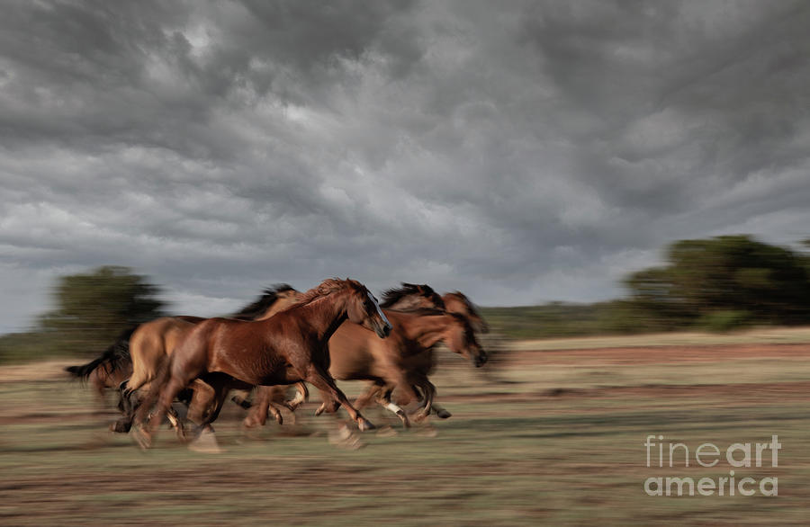 Running Horses #1 Photograph by Patti Schulze