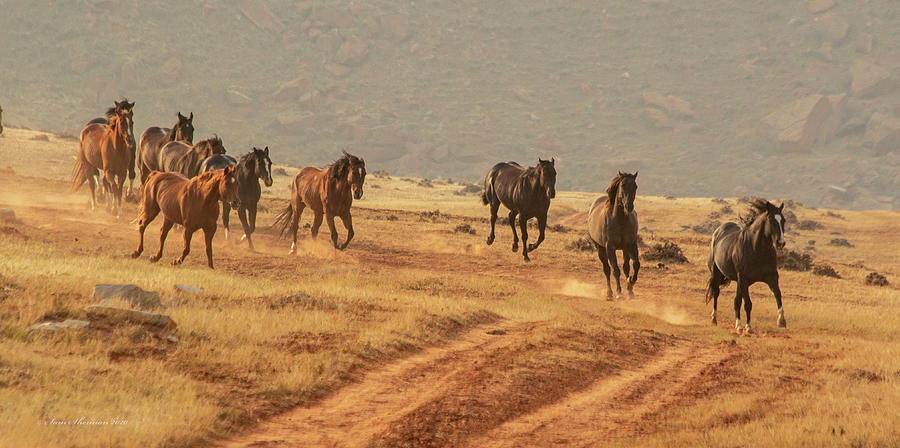 Running Horses #1 Photograph by Sam Sherman