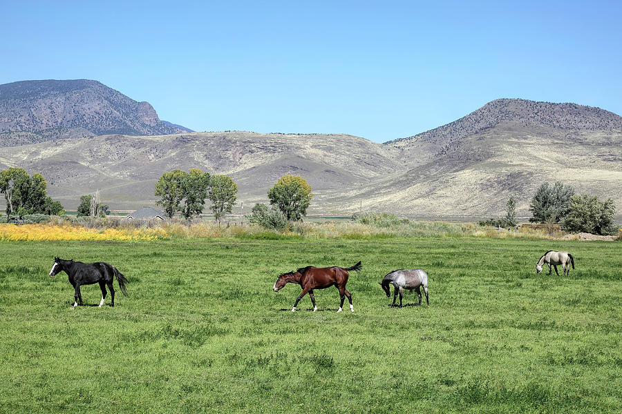Rural Utah - Circleville Photograph by Donna Kennedy