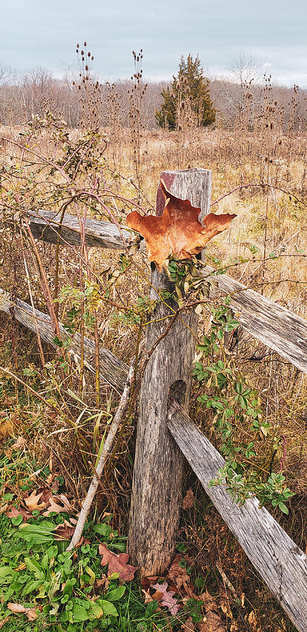 Rustic Fall #2 Photograph by Natalia Baquero