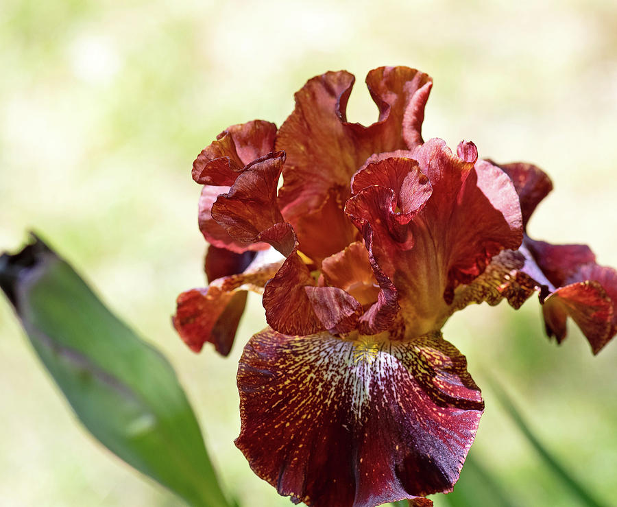 Rusty Iris #1 Photograph by Thomas Whitehurst