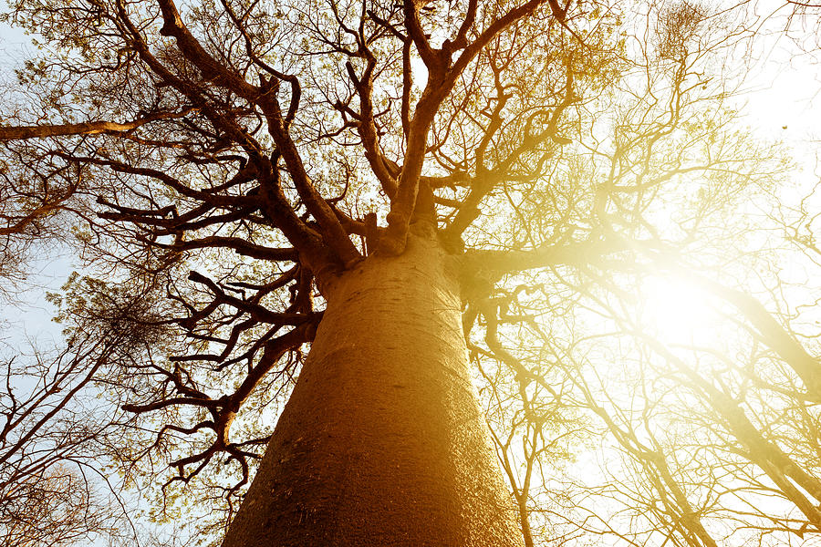 Sacred Baobab #1 Photograph by Kieran Stone